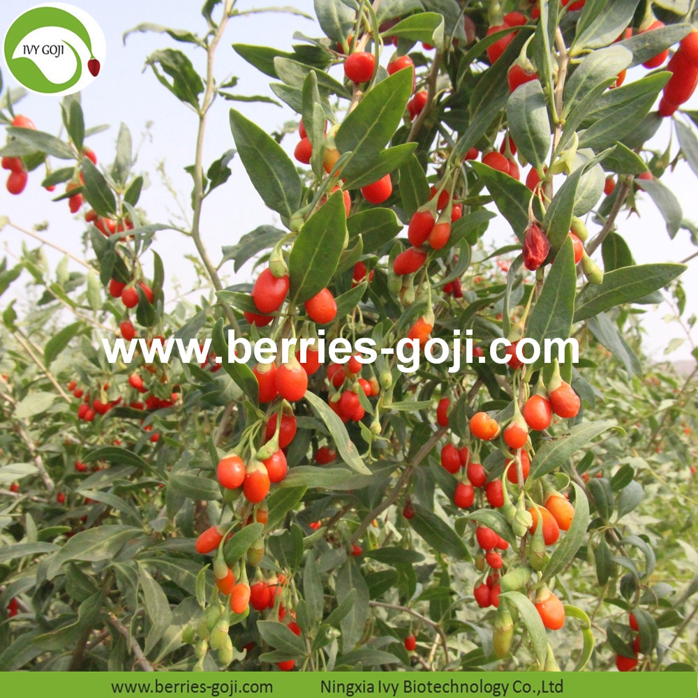 Improve Eyesight Malaysia Goji Berries