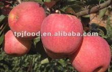 Big Size Red Sweet Fuji Apple