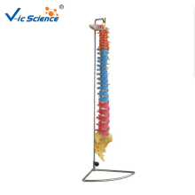 Didactic Vertebral Column Model