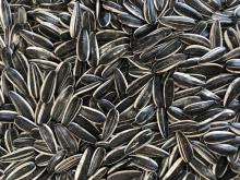 sunflower seeds 601 sunflower seeds 601