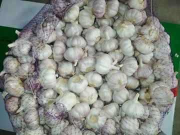 how to store fresh green garlic