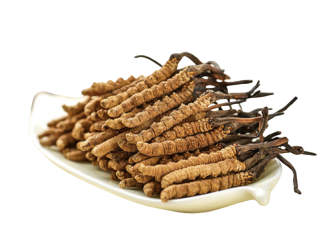 Порошок экстракта кордицепса Cordyceps Extract Powder