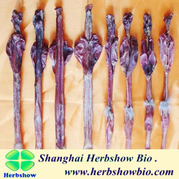 Sika deer whip tonifying organic healthy dried deer's penis