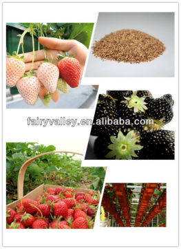 High Yield Akihime/Toyonoka/TuD La /phoenix coronet/Beauty/Red/Black/White Solid Beauty Strawberry Seeds