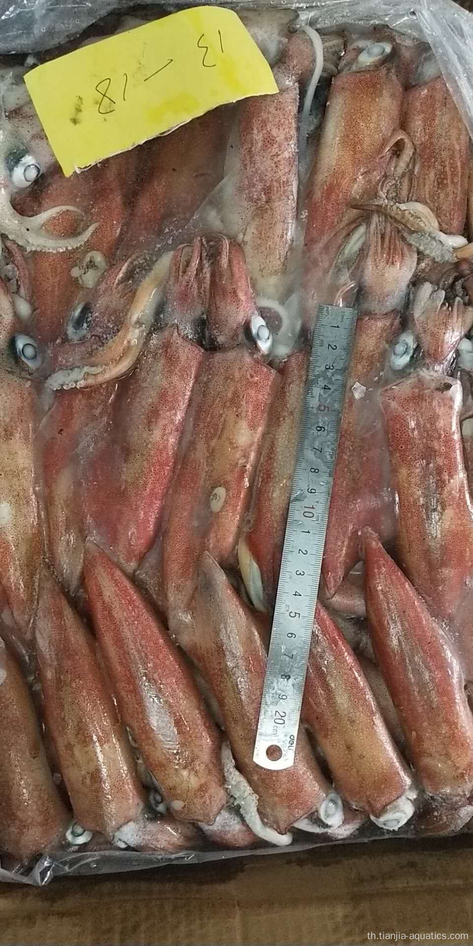 ปลาหมึก Loligo Chinensis จับแช่แข็งใหม่
