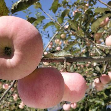 High Quality Red Delicious Fuji Apple