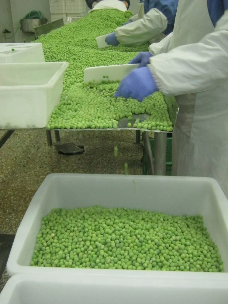 Frozen IQF Vegetables Green Peas