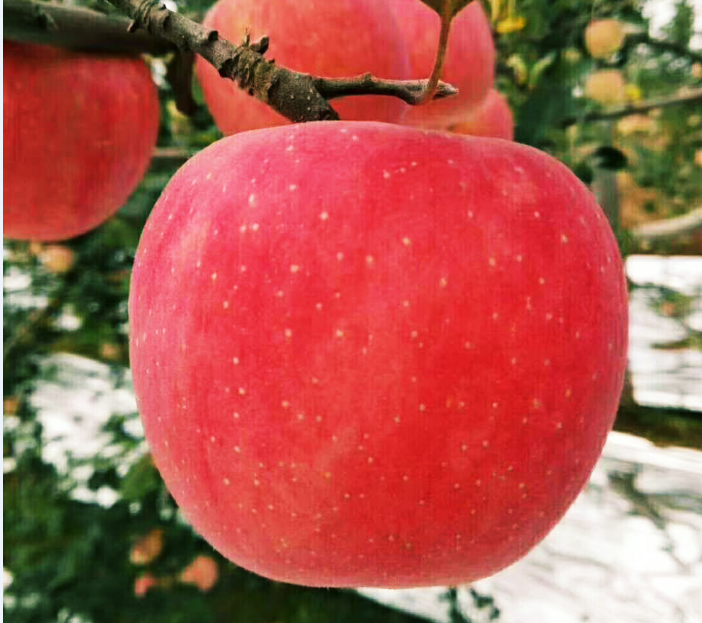 Ein großer Apfel mit einem frischen, süßen Herzen