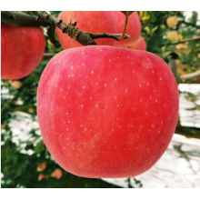 Sebuah apel besar dengan hati yang segar dan manis