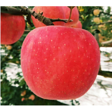 Ein großer Apfel mit einem frischen, süßen Herzen