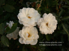 provide floribunda roses from China
