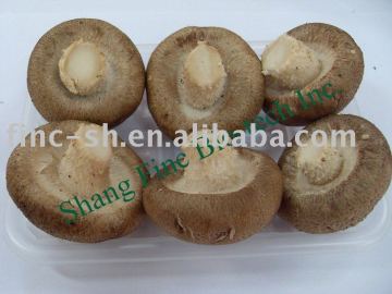 fresh shiitake agriculture