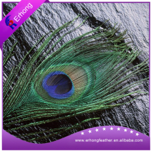 Nature Peacock Feathers in Choice of Sizes