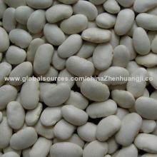 Large White Kidney Beans