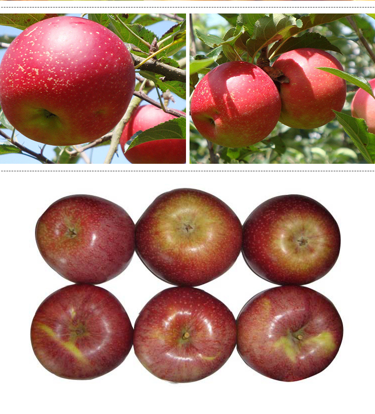 Shaanxi Fresh big red qinguan apple