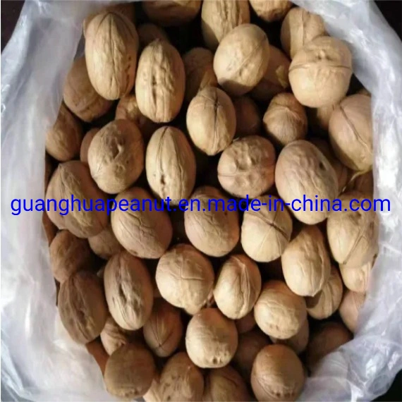 Walnut in Shell with The Best Quality and Good Taste