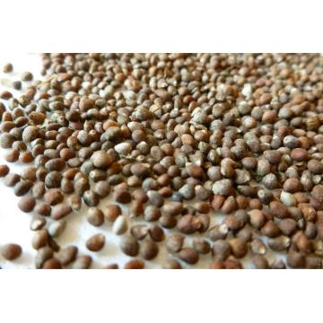 Perilla seed in first rate