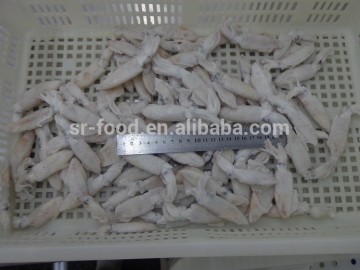 New frozen baby squid IQF or BQF