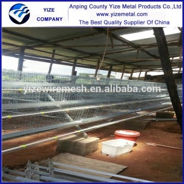 poultry cage for layers broilers chicken rearing farming house design