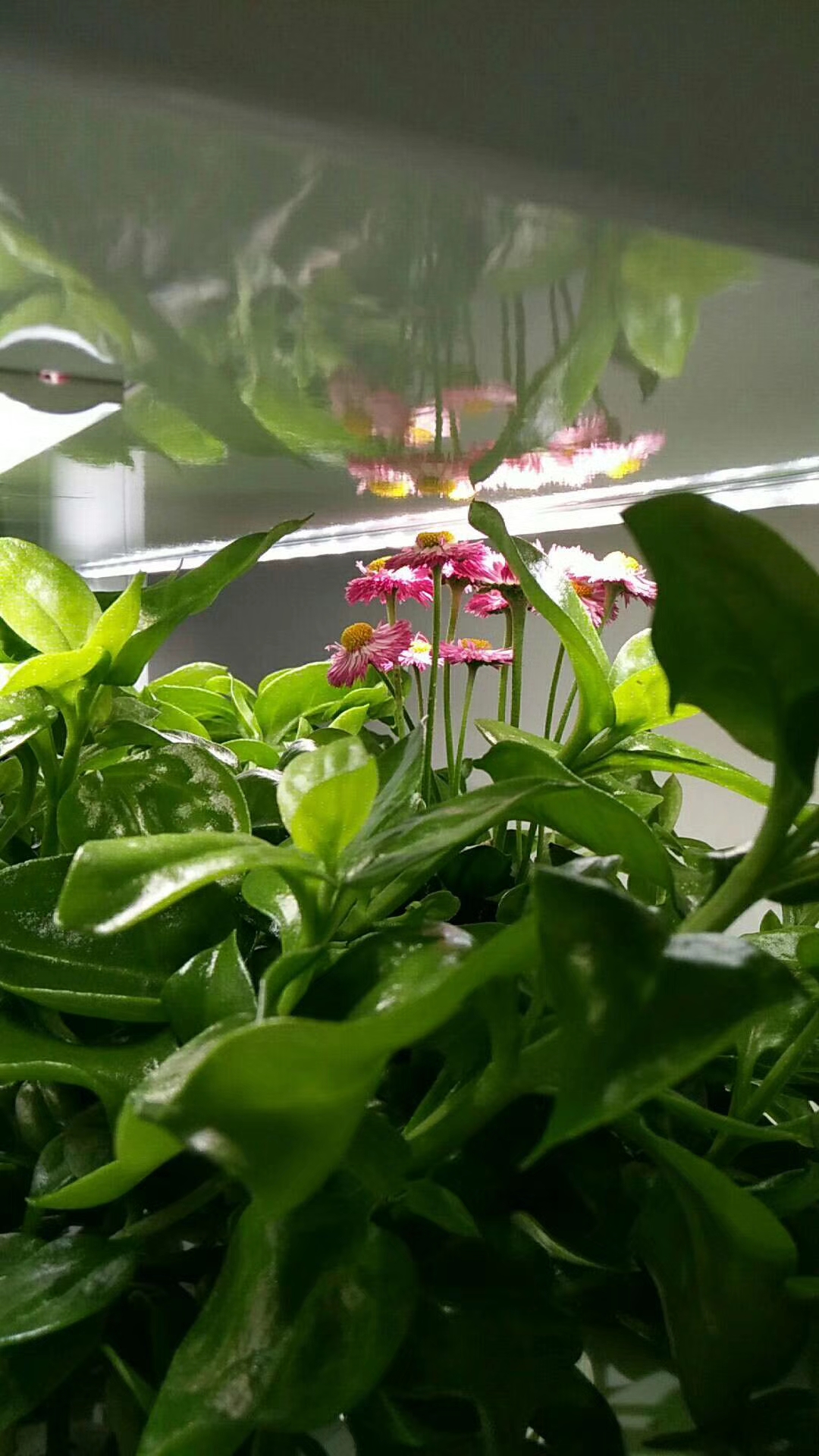 Agriculture microgreen aquaponics Indoor vertical hydroponic