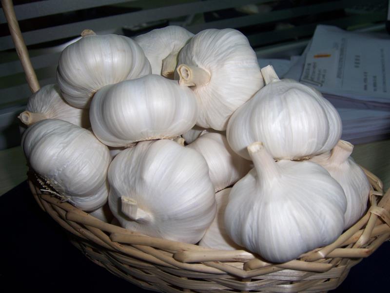 New crop fresh natural pure white garlic