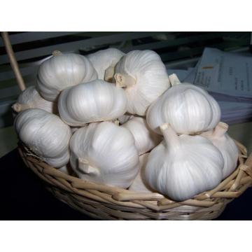 New Crop From Jinxiang Normal White Fresh Garlic