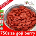 ตัวอย่างฟรี 750granule / 50g Goji Berry ราคาต่ำ