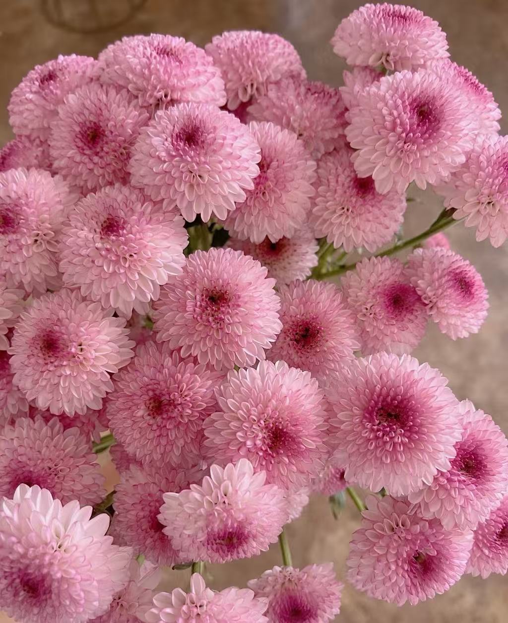 আবে গোলাপী চন্দ্রমল্লিকা Abe pink chrysanthemum