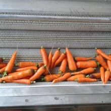 Automatic Vegetable Peeler and Washer for Onions, Cassava, Ginger, and Potatoes