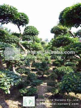 bougainvillea spectabilis bonsai trees nursery