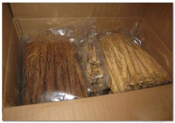 Panax ginseng root/white ginseng root