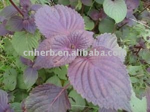 Dried Perilla Leaf, Perillae Folium, Folium Perillae