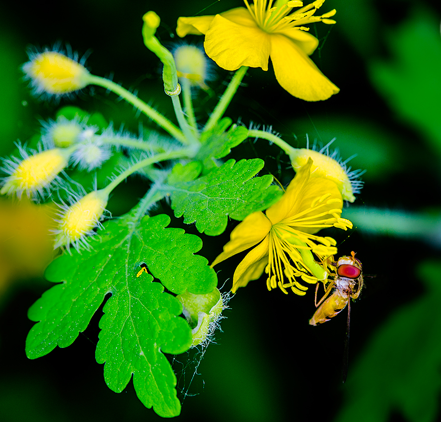 Berberine hydrochloride