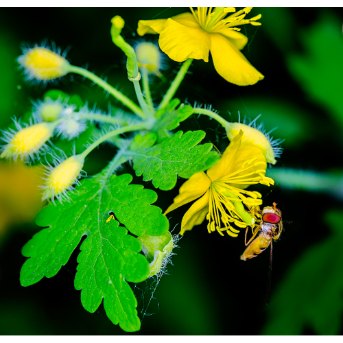 Berberine Hydrochloride Extract Powder