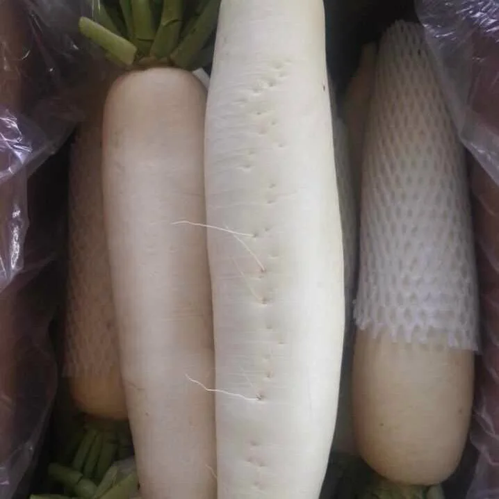 2018 New Crop Fresh White Radish