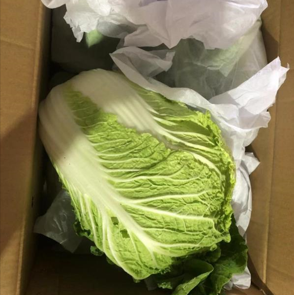Cabbage / Fresh Vegetable Supply New Season Quality Chinese 30-40 Days Long Strip Cooking from CN 1*20ft 25 Cm Sweet Green