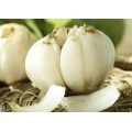 Natural Plant Extract Lily Bulb Extract with Polysaccharide