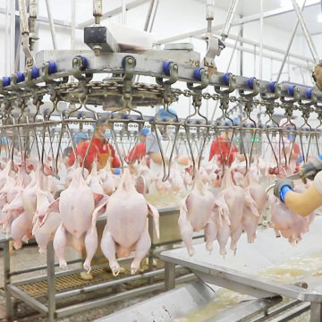 Raniche Chicken Slaughter Equipment: Poultry Killing Cone & Small Scale Chicken Slaughter Machine