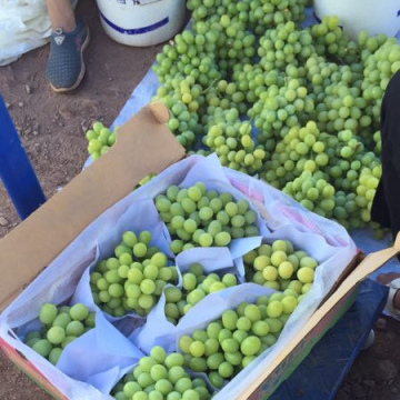 China fresh red grape fruit green grape price