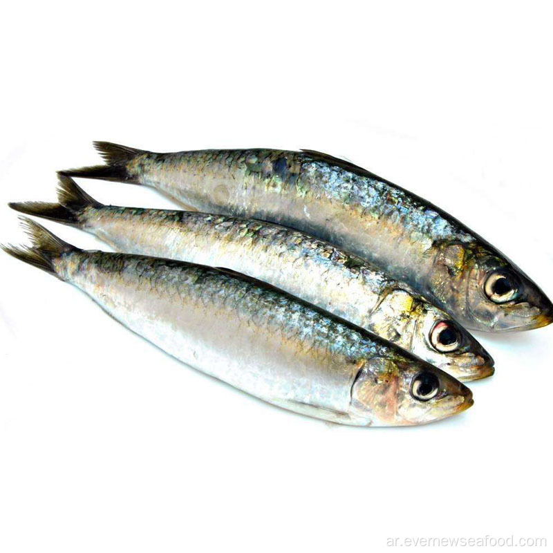 سردين المأكولات البحرية الطازجة والمجمدة جميع أنواع أسماك السردين