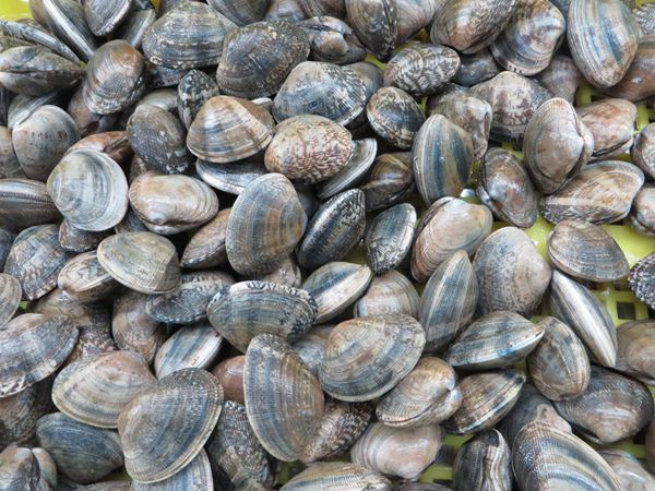 vacuum clam