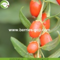 Factory Supply Wholesale Nutrition Dried Wolfberry Organic