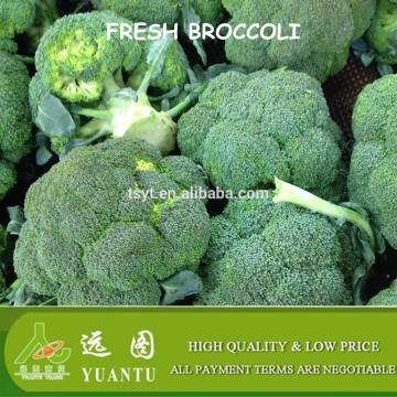 fresh broccoli import and export