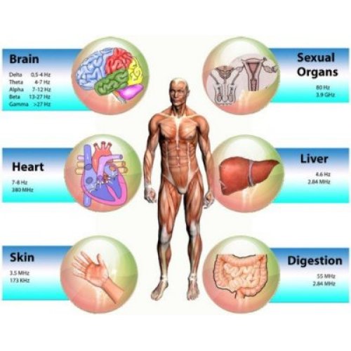 innovative bio-resonator 3d nls quantum body health analyzer