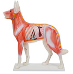Dog acupuncture and moxibustion model