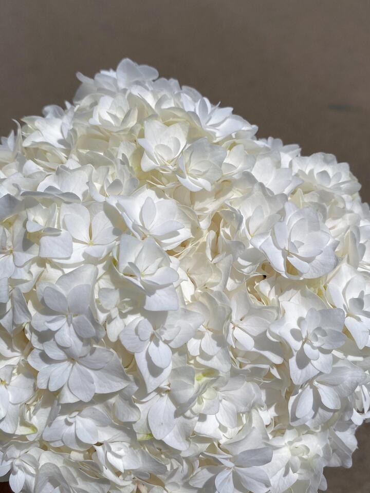 ডাবল হোয়াইট হাইড্রেঞ্জা Double White Hydrangea
