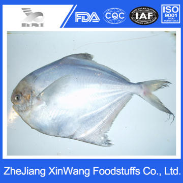The Best Frozen Silver Pomfret