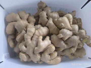 2020 Crop Air Dry Ginger
