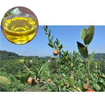 Olio di semi di camelia biologica da coltivazione spontanea