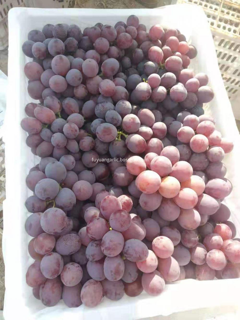 Best Quality Of Xinjiang Grapes